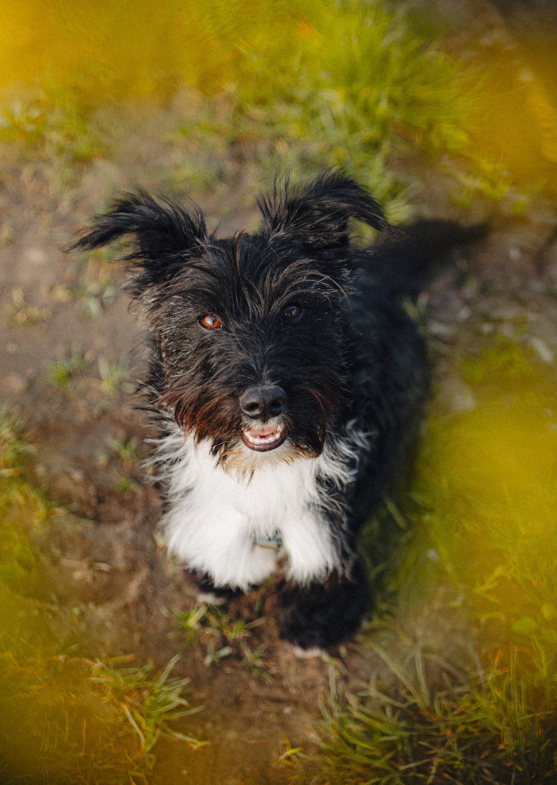 Hunde-Shooting auf dem Rapsfeld